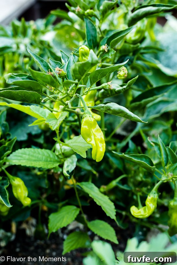 Shishito pepper hanging from plant