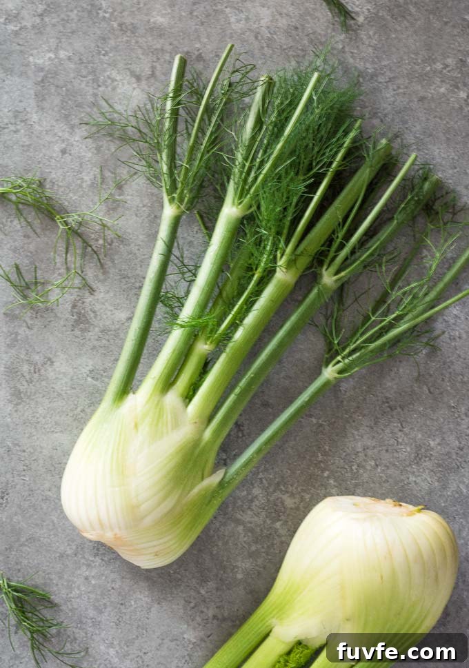 fennel bulb