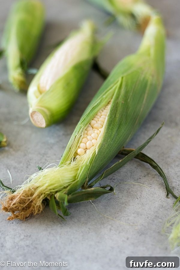 Ear of corn with husk and silk opened slightly