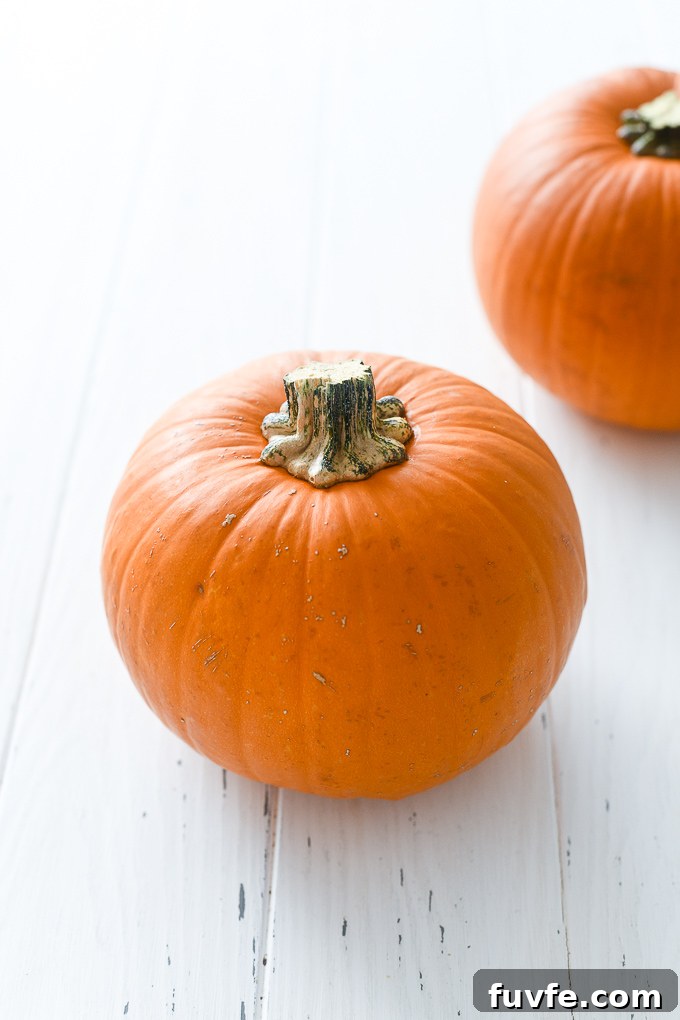 Sugar pie pumpkin