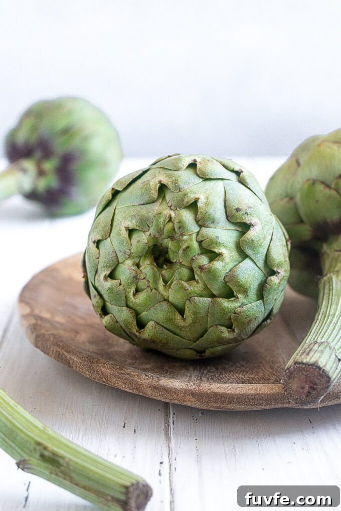 Fresh globe artichoke close up showing tight green leaves.